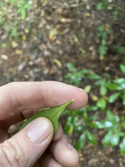 Tabernaemontana pandacaqui