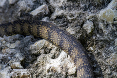 Nerodia fasciata × clarkii