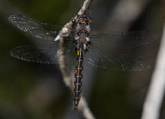 Epitheca petechialis