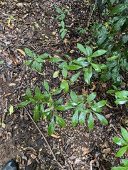 Tabernaemontana pandacaqui