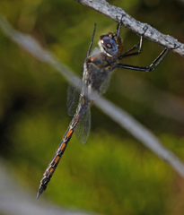 Epitheca petechialis