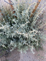 Sphaeralcea