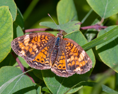 Phyciodes batesii