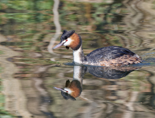 Somormujo lavanco (Podiceps cristatus)