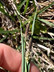 Carex meadii