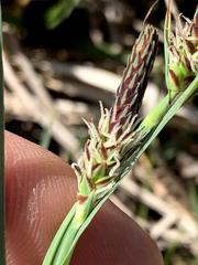 Carex meadii