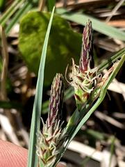 Carex meadii