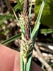 Carex meadii