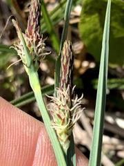 Carex meadii