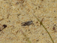 Acantothereva oblata