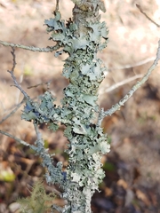 Parmotrema subisidiosum