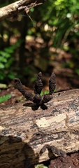 Xylaria arbuscula