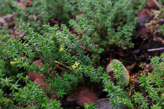 Galium hardhamiae
