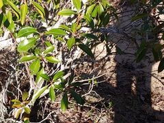 Parmotrema subisidiosum