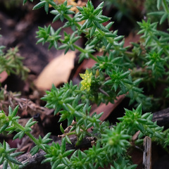 Galium hardhamiae