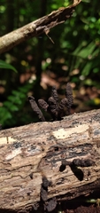 Xylaria arbuscula