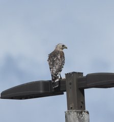 Buteo lineatus