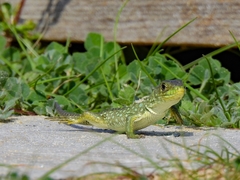 Timon lepidus lepidus