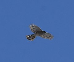 Accipiter striatus