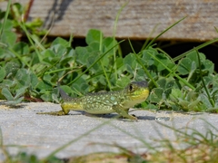 Timon lepidus lepidus
