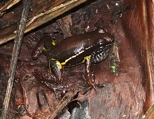 Santa Rita Rocket Frog, Leucostethus fraterdanieli