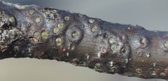 Lecanodiaspis
