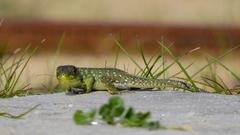 Timon lepidus lepidus