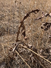 Silphium laciniatum