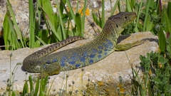 Timon lepidus lepidus