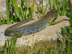 Timon lepidus lepidus