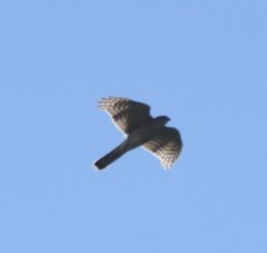 Accipiter striatus