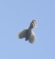 Accipiter striatus