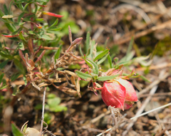 Contarinia zauschneriae