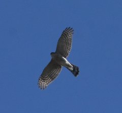 Accipiter striatus