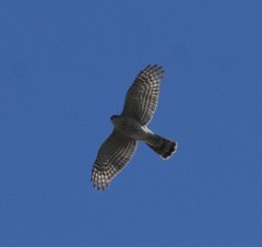 Accipiter striatus