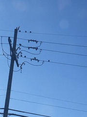 Columba livia domestica