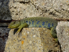 Timon lepidus lepidus