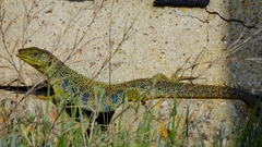 Timon lepidus lepidus