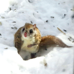 Northern Flying Squirrel photo 2