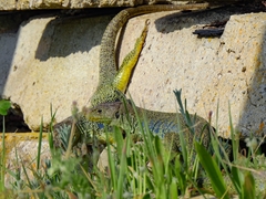 Timon lepidus lepidus