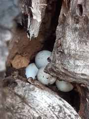 Christinus marmoratus