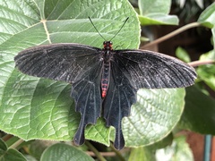 Pachliopta kotzebuea