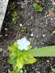 Catharanthus roseus image