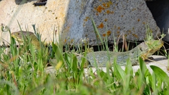 Timon lepidus lepidus