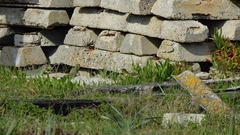 Timon lepidus lepidus