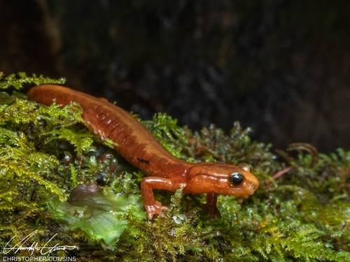 Van Dyke's Salamander
