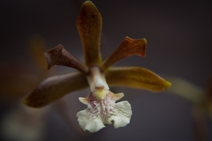 Prosthechea varicosa