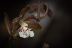 Prosthechea varicosa