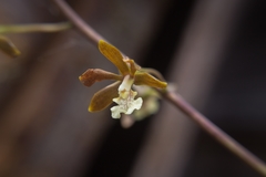 Prosthechea varicosa