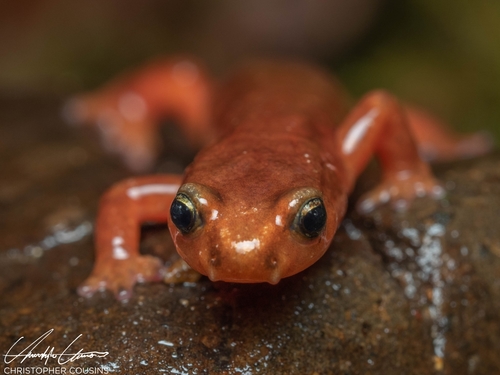 Van Dyke's Salamander